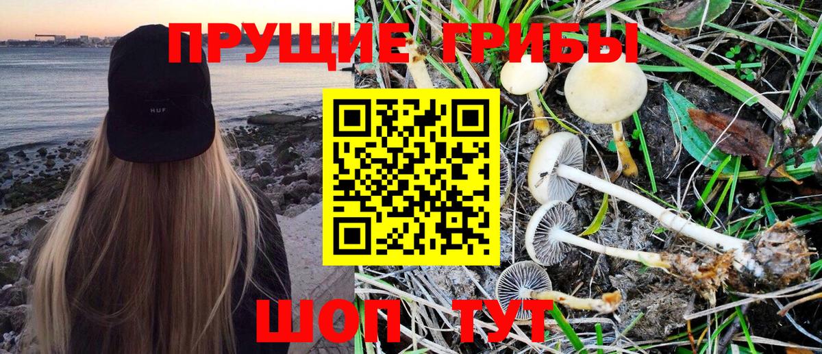 как найти наркотики  Галлюциногенные грибы Psilocybe  Чапаевск  Галлюциногенные грибы Psilocybe 